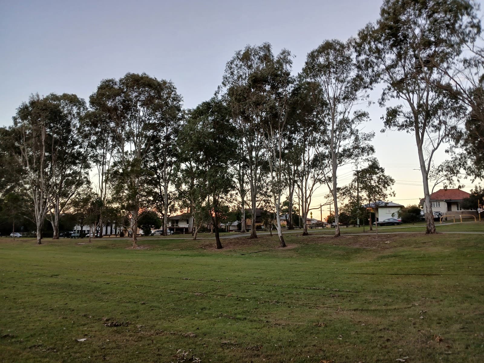Gauntlet of Magpies — Chermside, Brisbane
