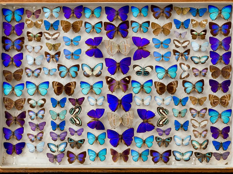 12 Best Museums in Brisbane