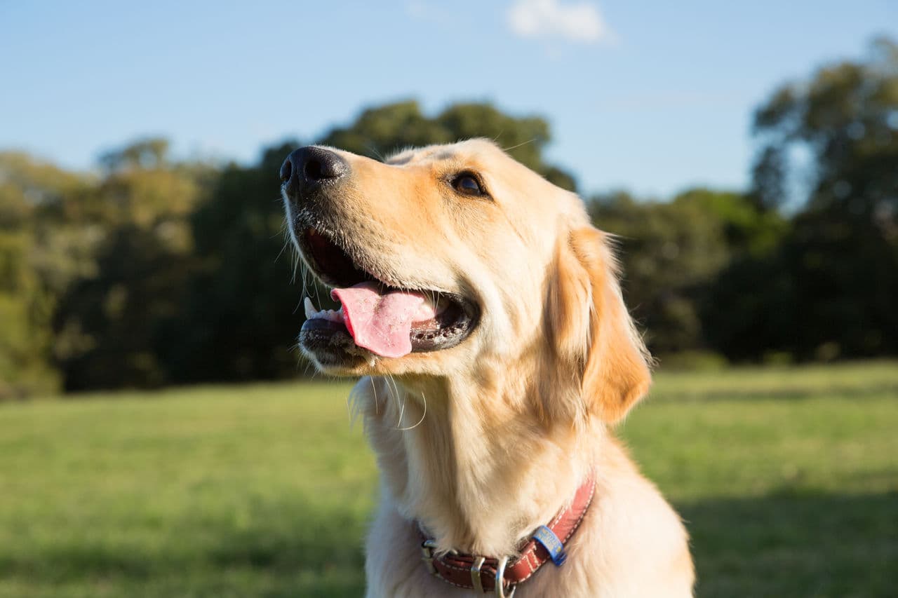 Nudgee Beach Dog Park