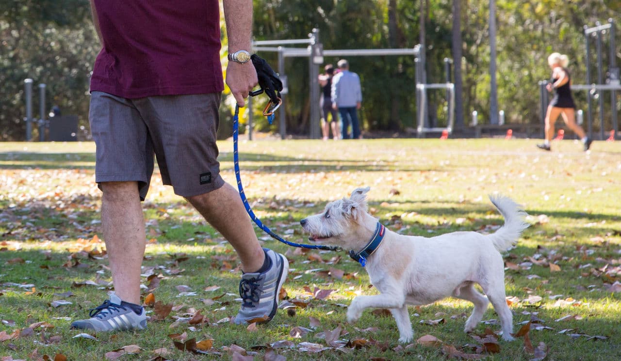 Nudgee Beach Dog Park